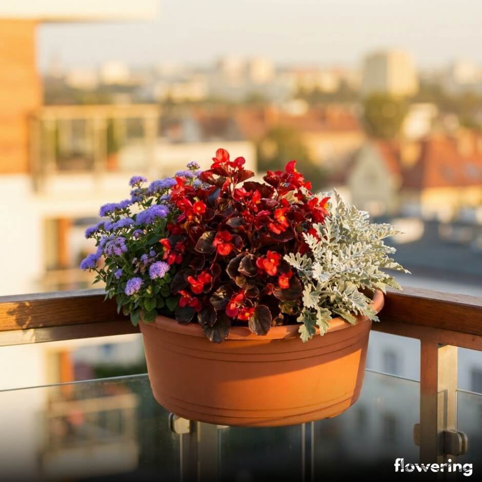 Czerwona begonia z żeniszkiem i starzcem