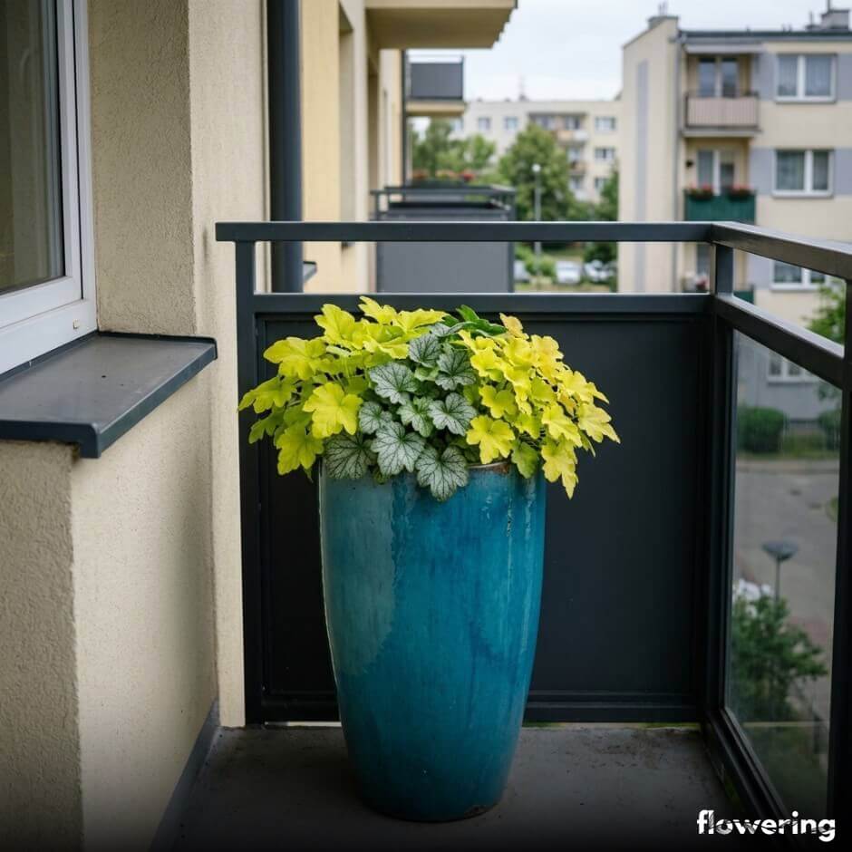 Jasne żurawki na zacienionym balkonie