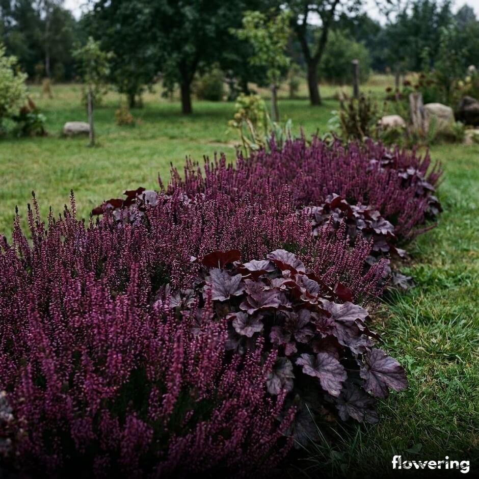 Fioletowy wrzos z purpurowymi żurawkami