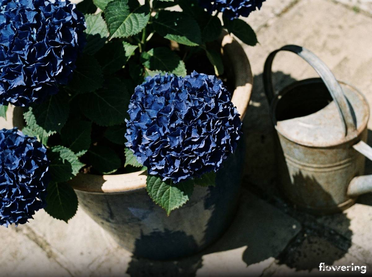 Intensywnie niebieskie kwiatostany hortensji ogrodowej odmiany Nikko Blue