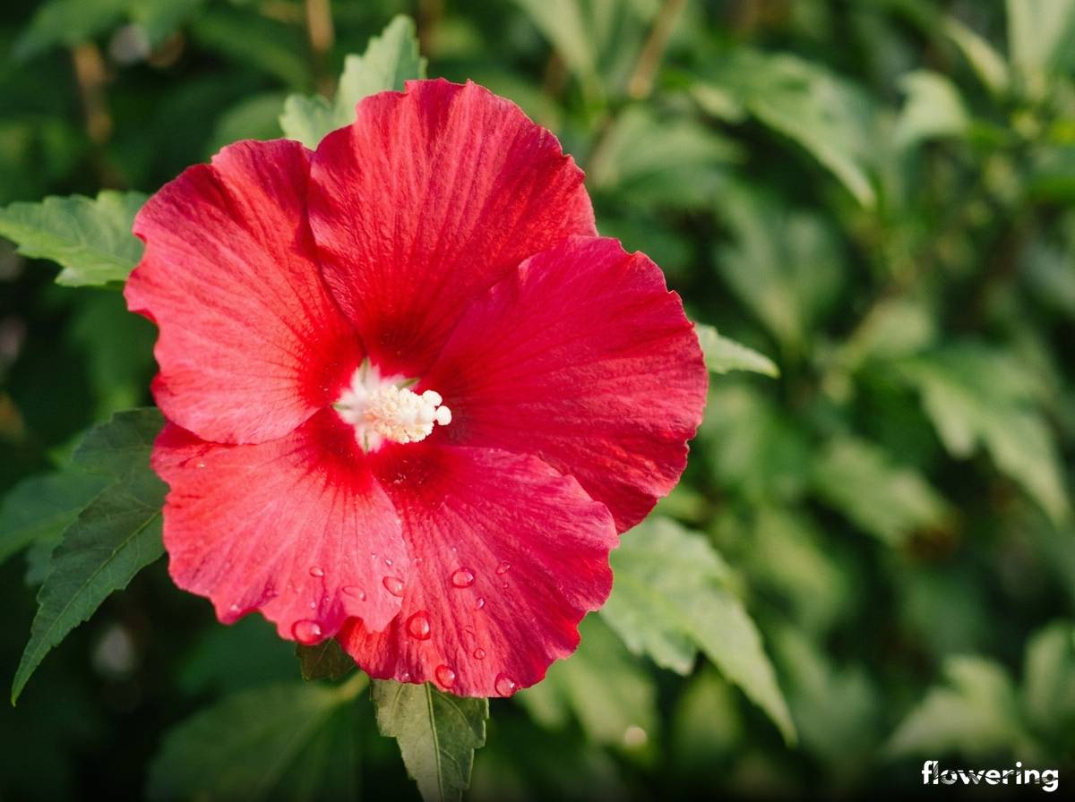 Czerwony kwiat hibiskusa ogrodowego z białym środkiem na krzewie