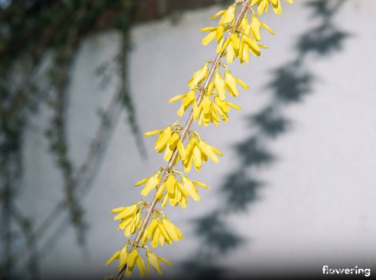 Żółte dzwonkowate kwiaty forsycji na długim pędzie, kwitnące przed liśćmi