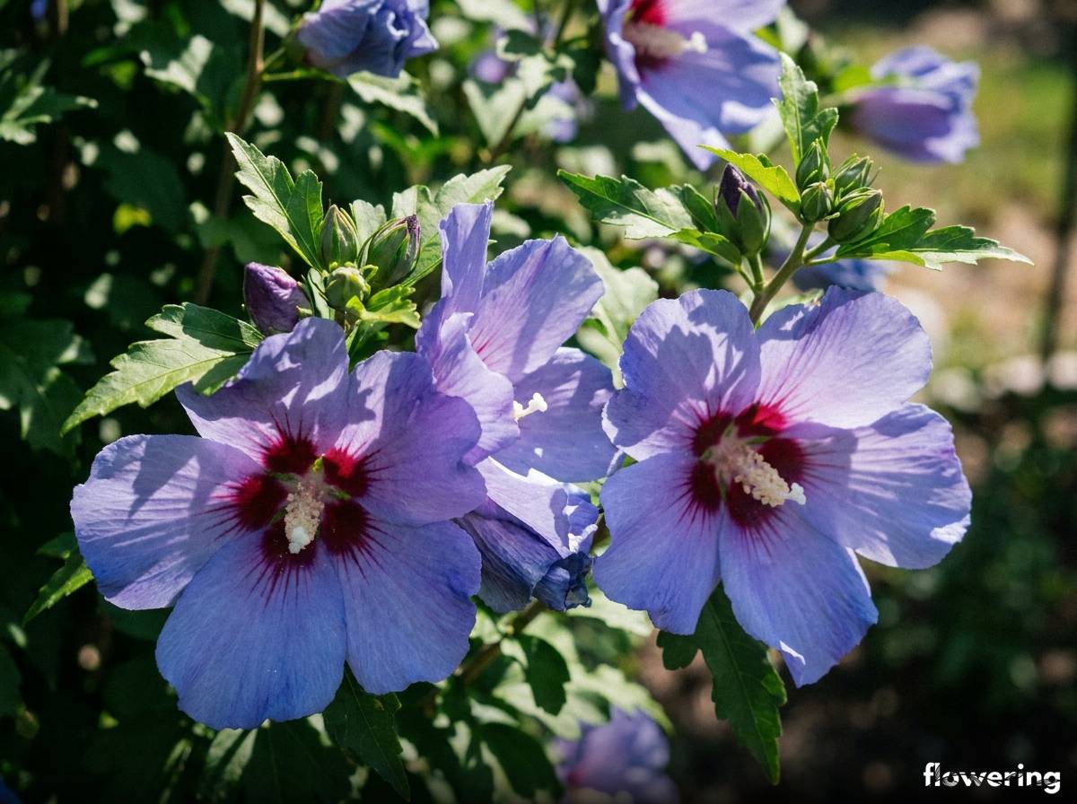 Niebiesko-fioletowe kwiaty hibiskusa ogrodowego z czerwonym środkiem
