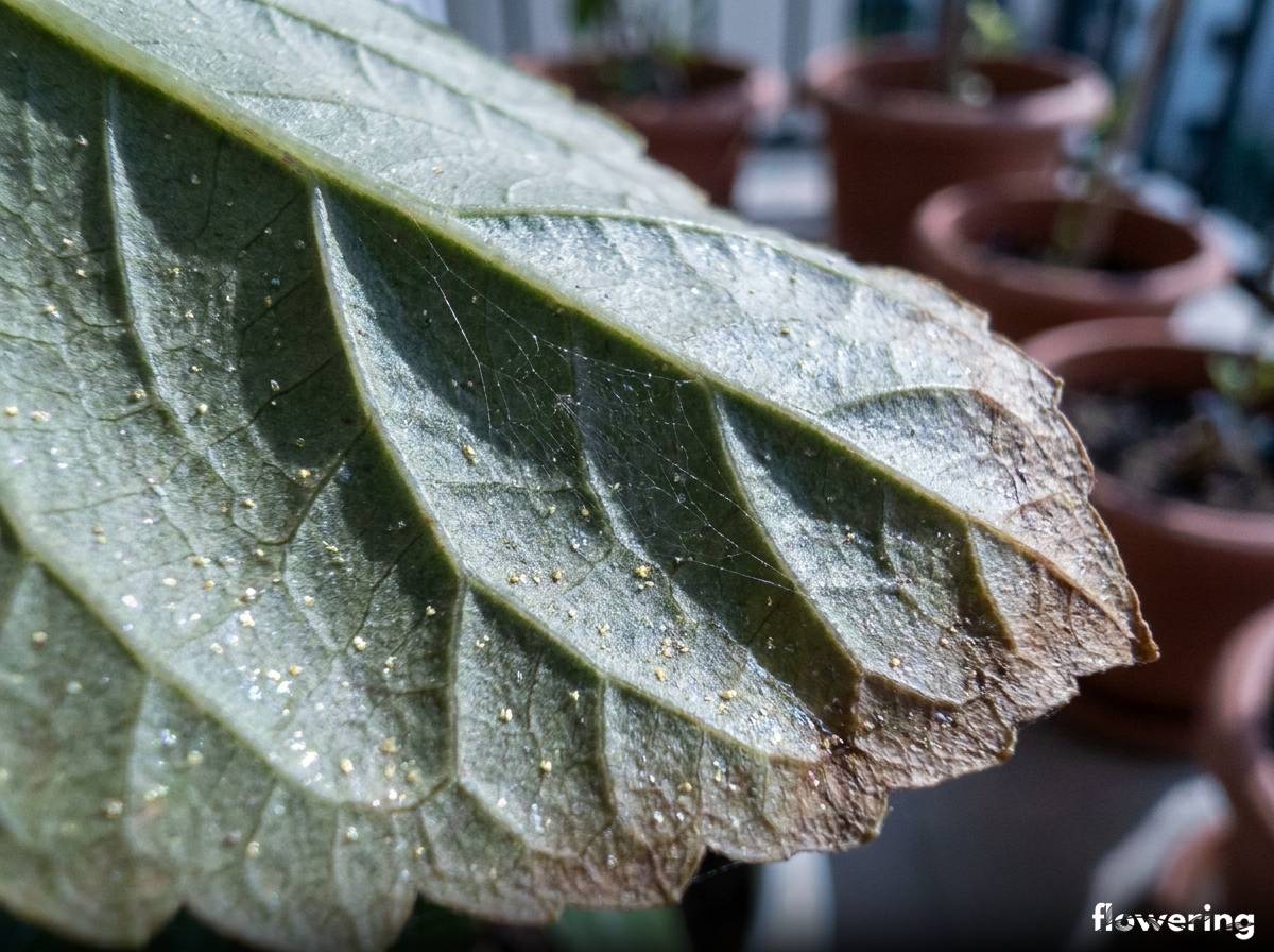 Ślady żerowania przędziorków na spodniej stronie liścia hibiskusa